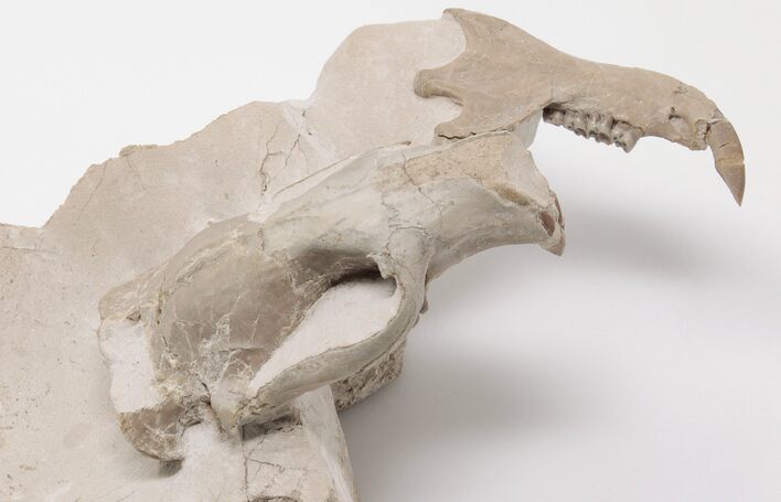 2.2" Fossil Squirrel-Like Mammal (Ischyromys) Skull - Wyoming